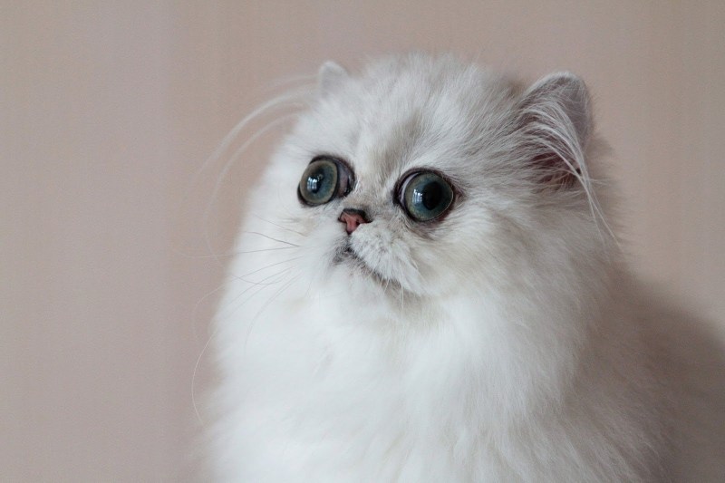 Персидский шиншилла кот