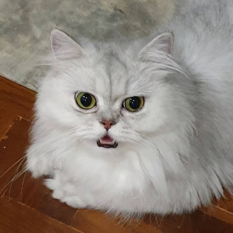 Персидская шиншилла