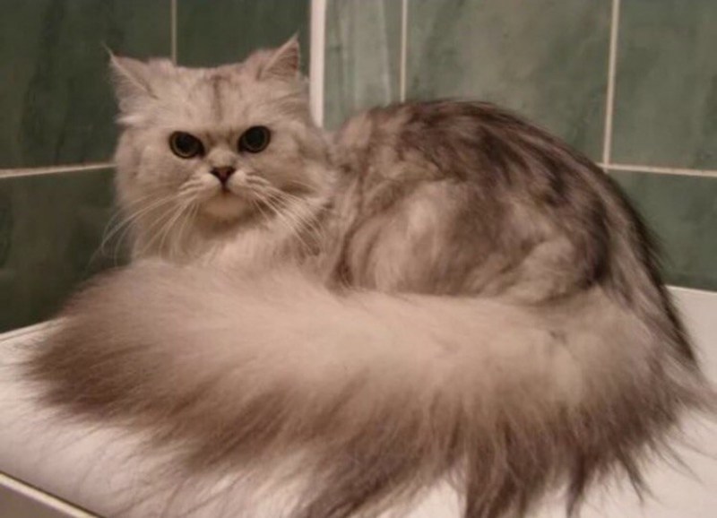 Сибирская шиншилла Персидская