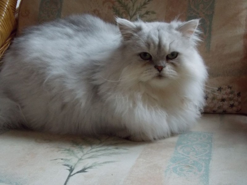 Котята белая Персидская шиншилла