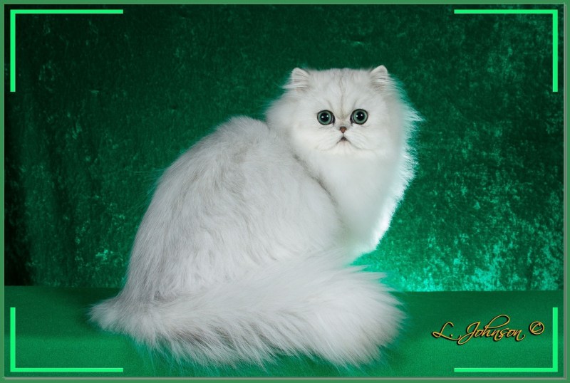 Персидская длинношерстная шиншилла
