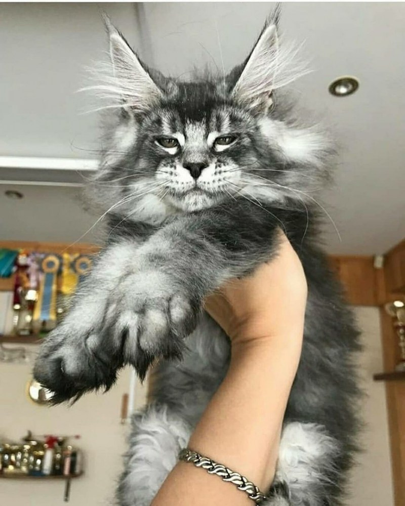 Мейн кун as 22