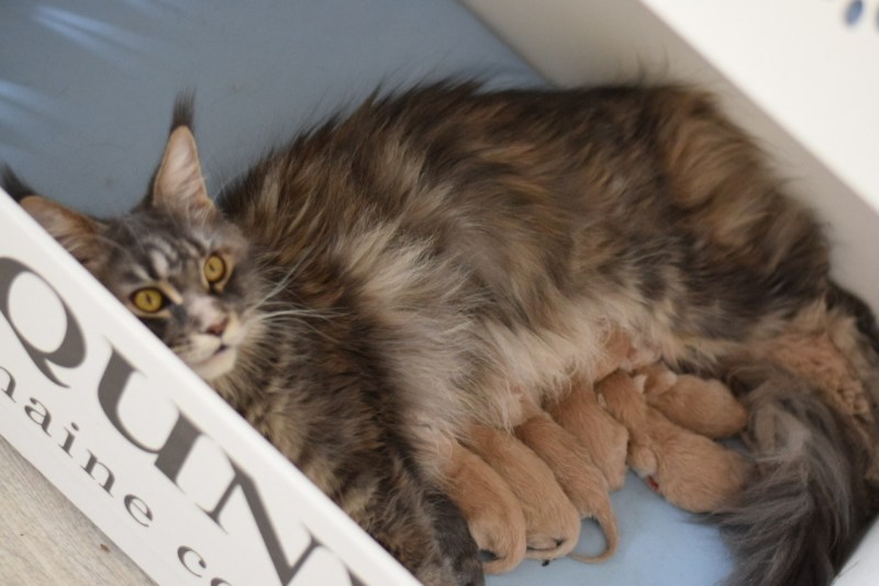 Норвежская Лесная кошка короткошерстная