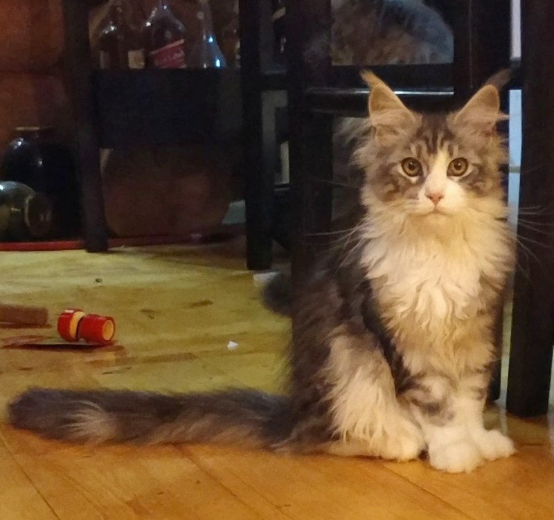 Серебро Мейн кун котенок родился