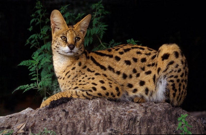 Сервал (Leptailurus Serval),