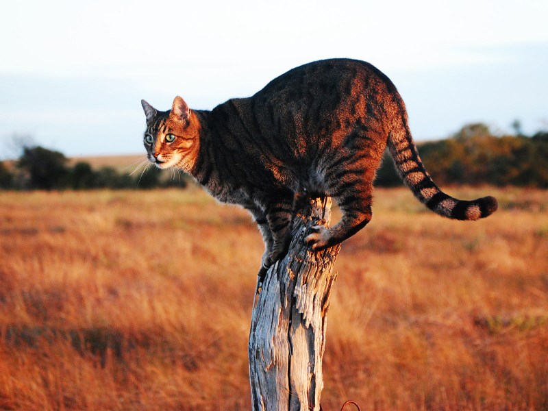 Саванна кошка