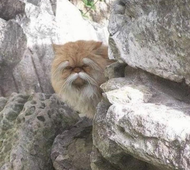 Кот сенсей