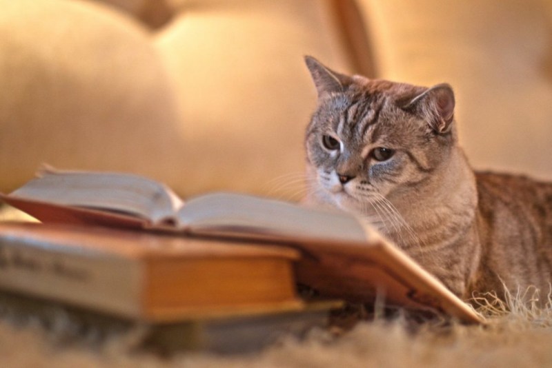 Книга котик