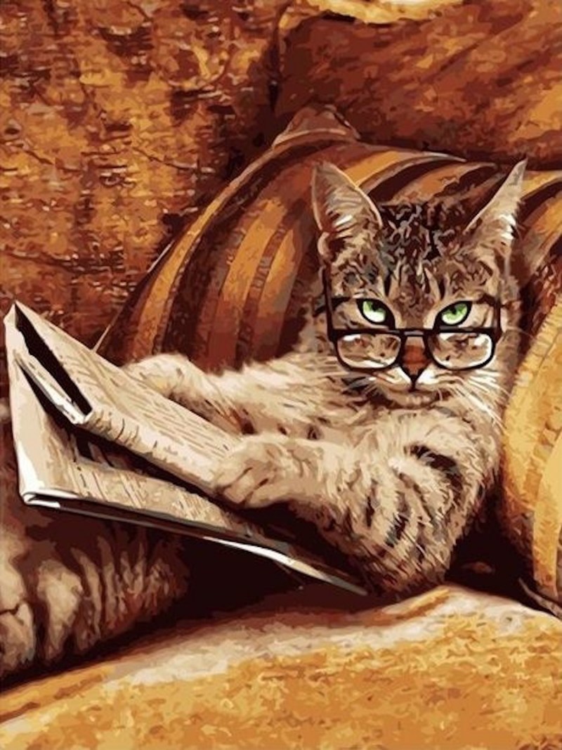 Кот с книгой