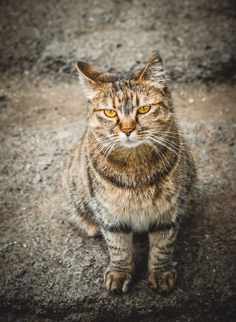 Книга котик