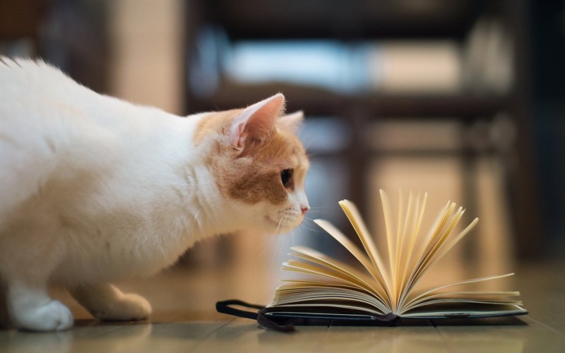 Кот с книгой