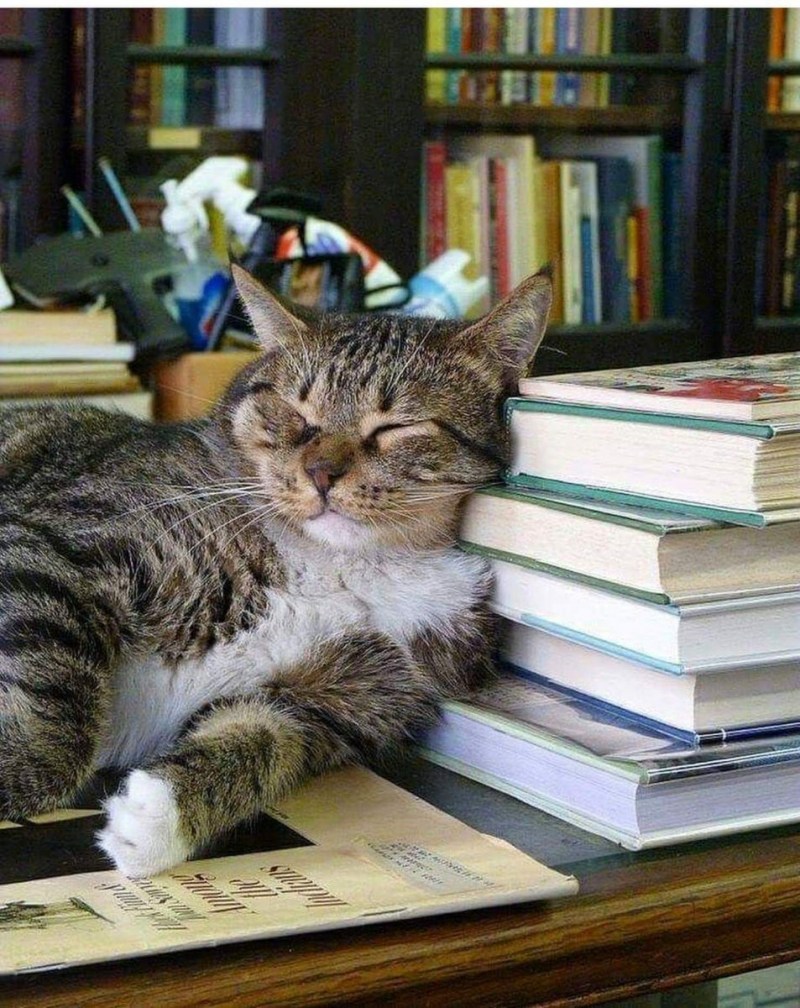 Вумный кот