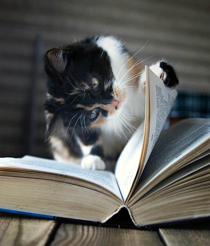 Кот читает книгу