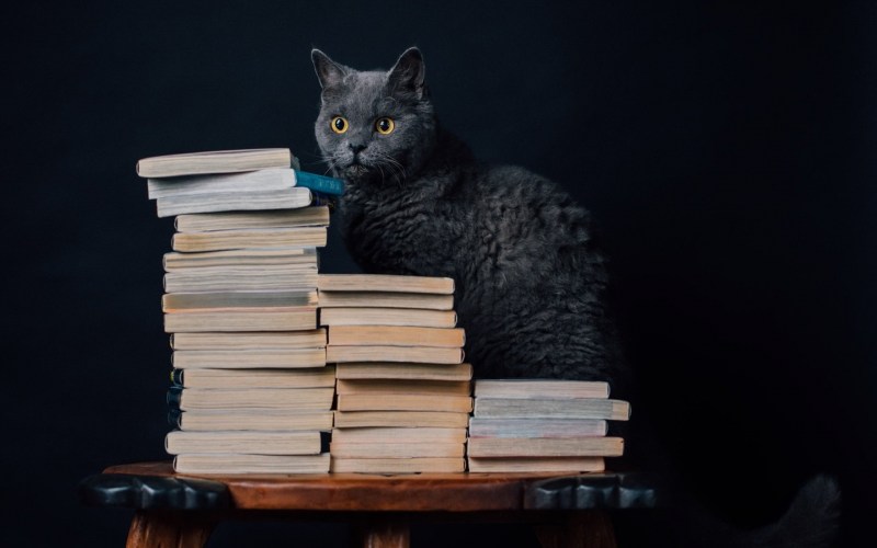 Кошка с книжкой