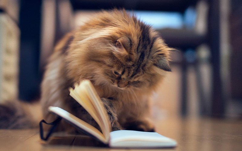 Задумчивый котик