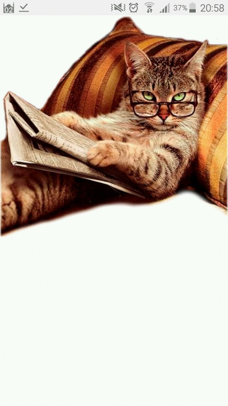 Черная кошка