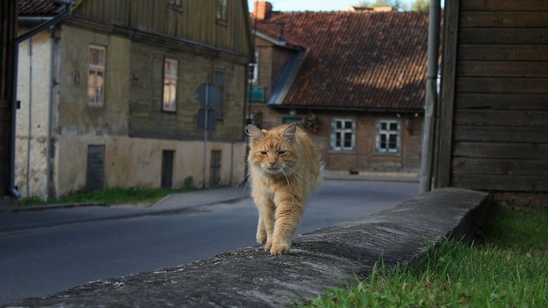 Старый Мудрый кот