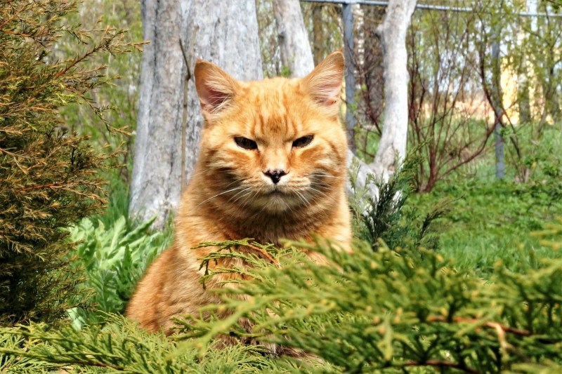Кошка с очками