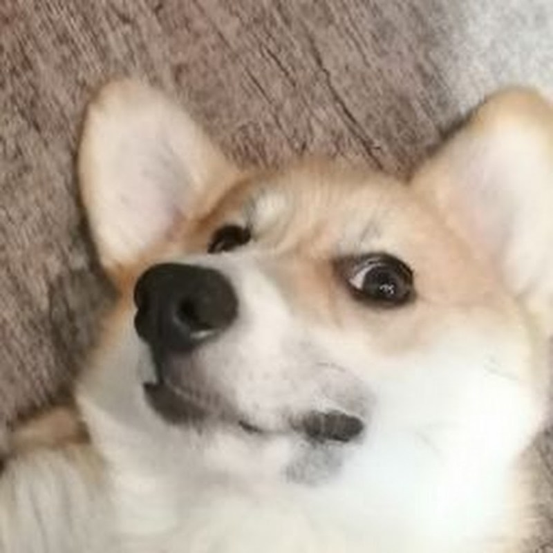 Умный кот