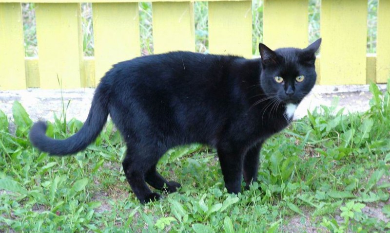Дворовая черная кошка