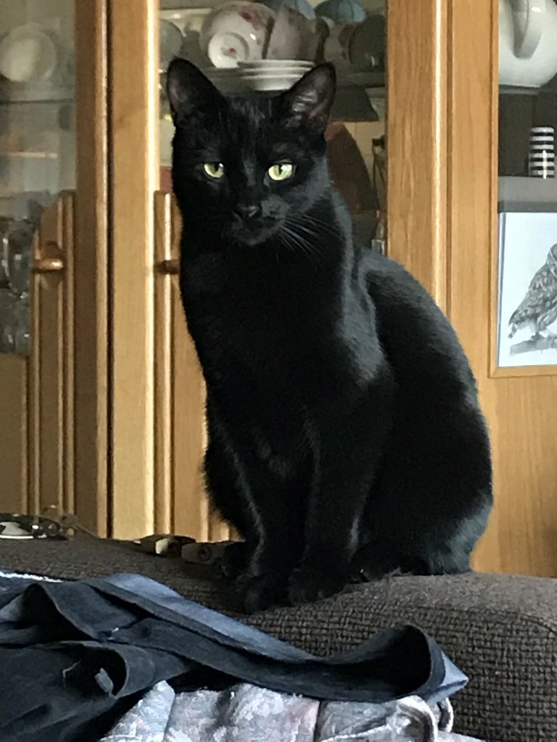 Черная гладкошерстная кошка