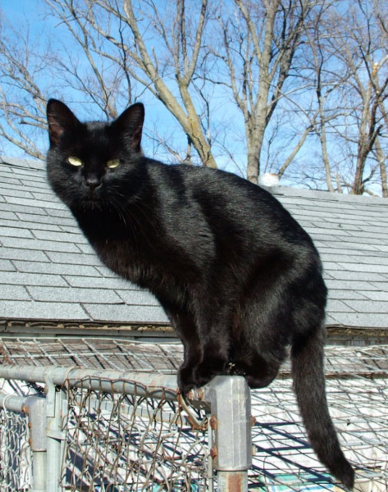 Русская черная кошка
