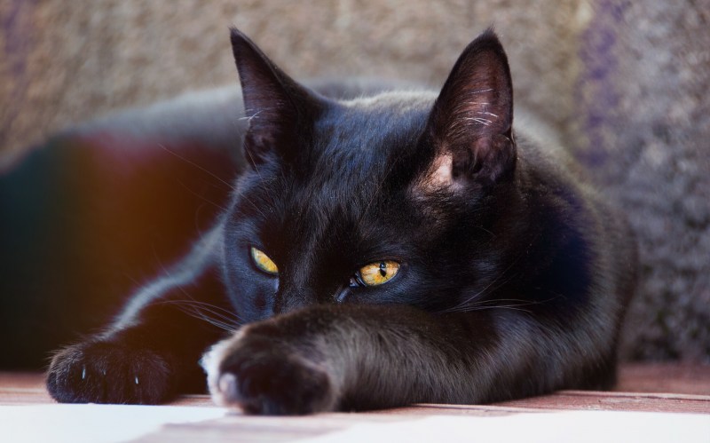 Черная кошка