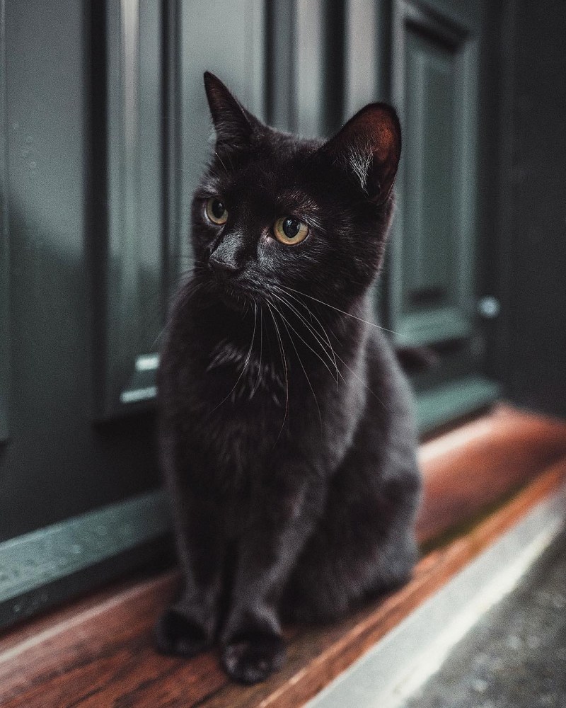 Черно коричневая кошка