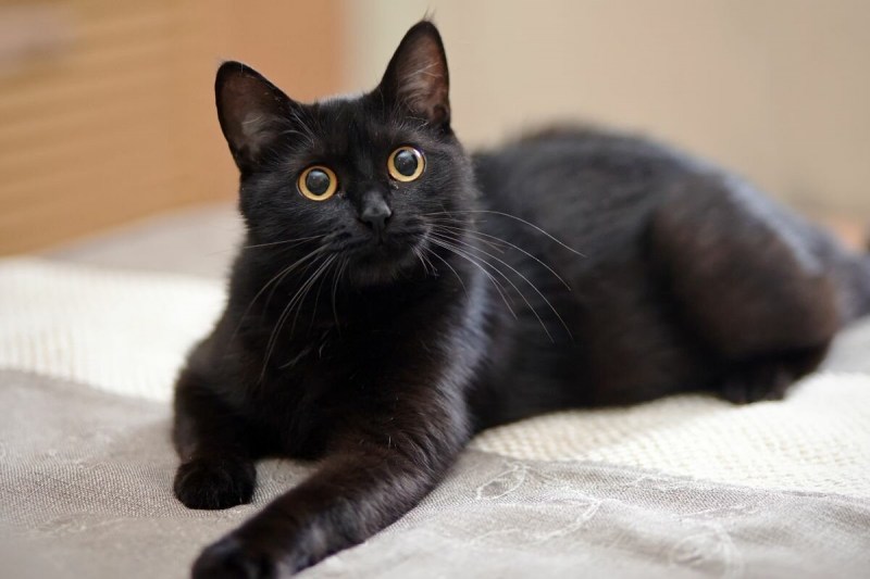 Черный кот с коричневой спиной