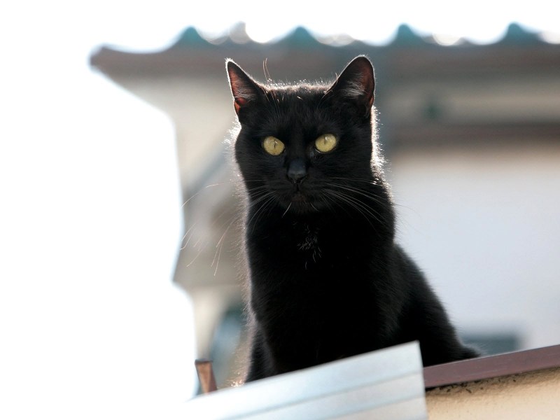 Чёрный котик