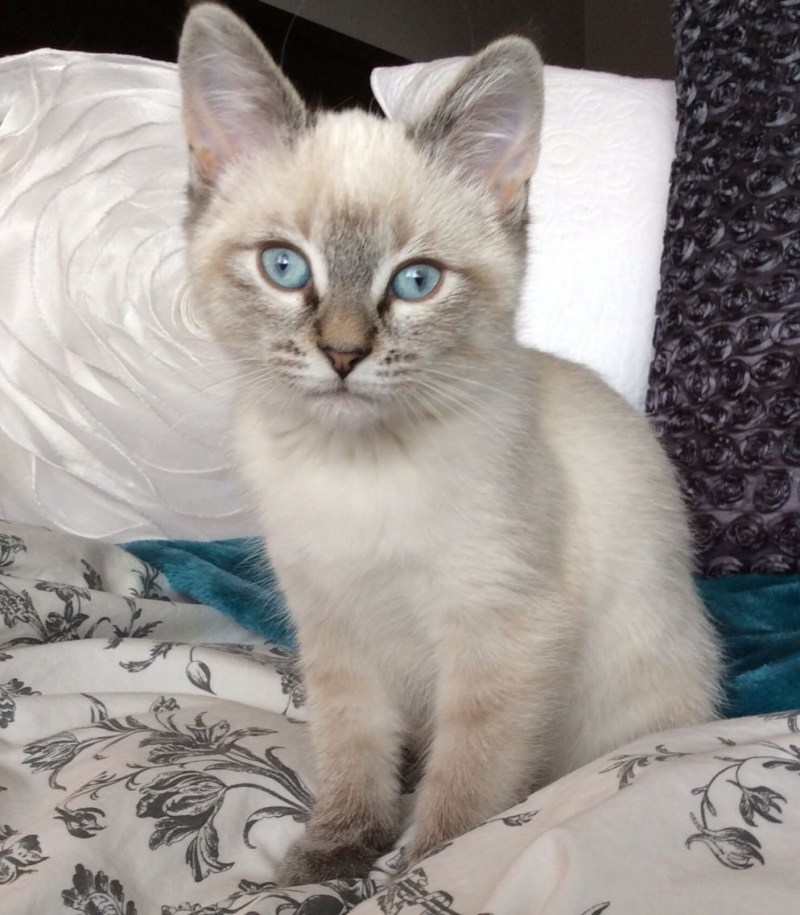 Котенок сиамский табби Пойнт