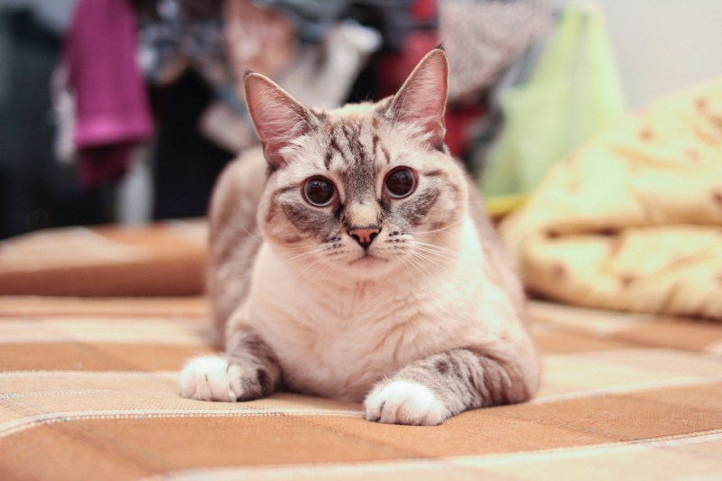 Тайская кошка tabby point метис