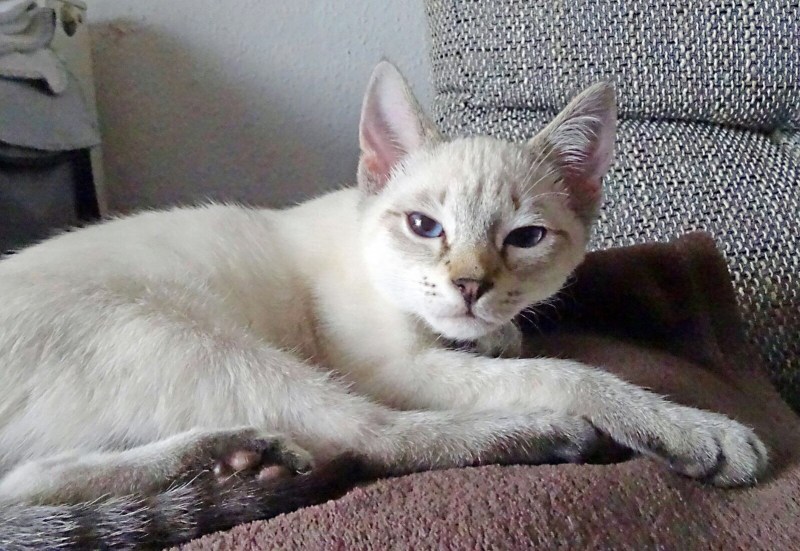 Тайская кошка табби Пойнт