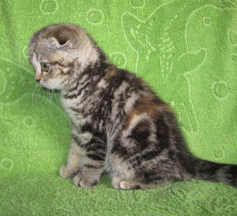 Северодвинск заводчики кота шотландец