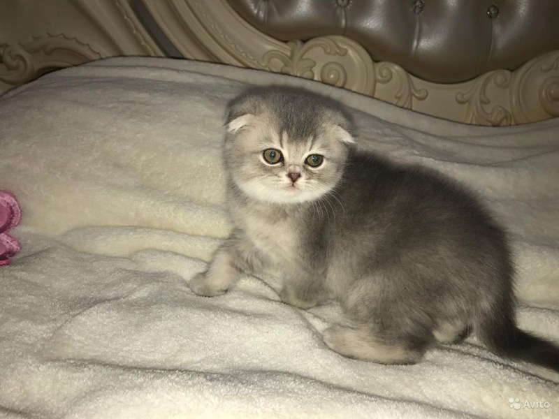 Вислоухие котята фото