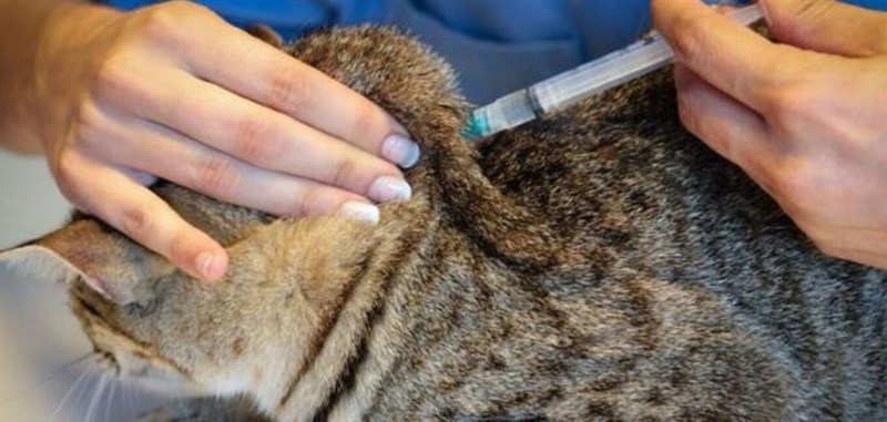 Прививка панлейкопения у кошек