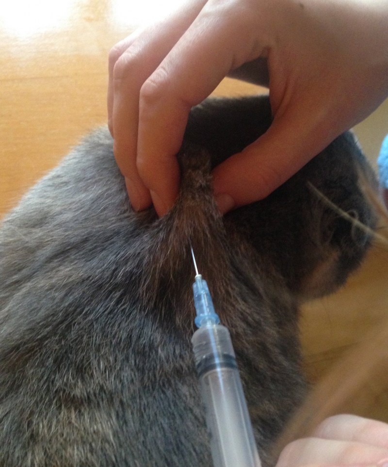 Укол коту в холку
