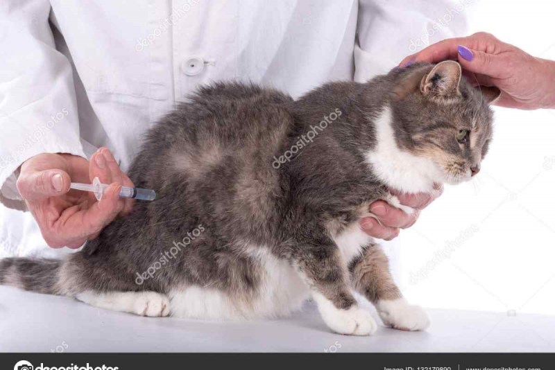Панлейкопения (Panleukopenia Feline) енота