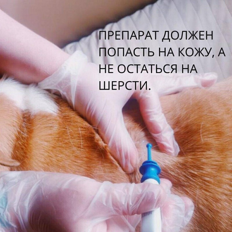 ДЗ годовые коты