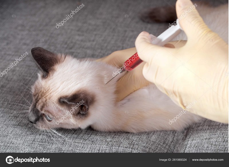 Укол коту