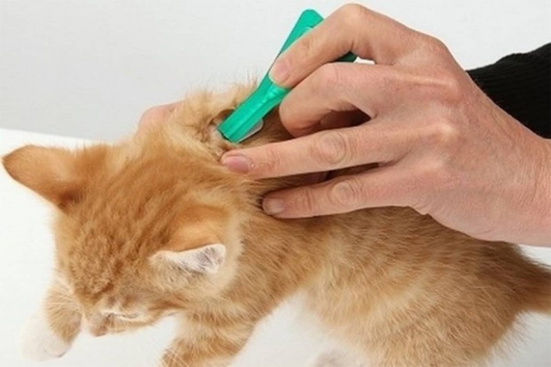 Химическая кастрация кота