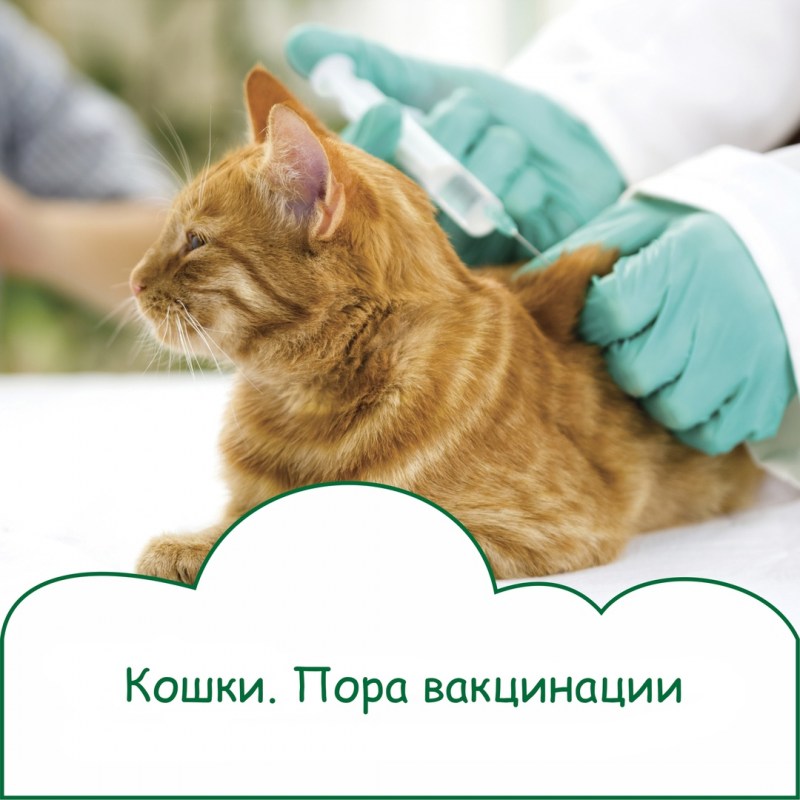 Внутримышечный укол собаке
