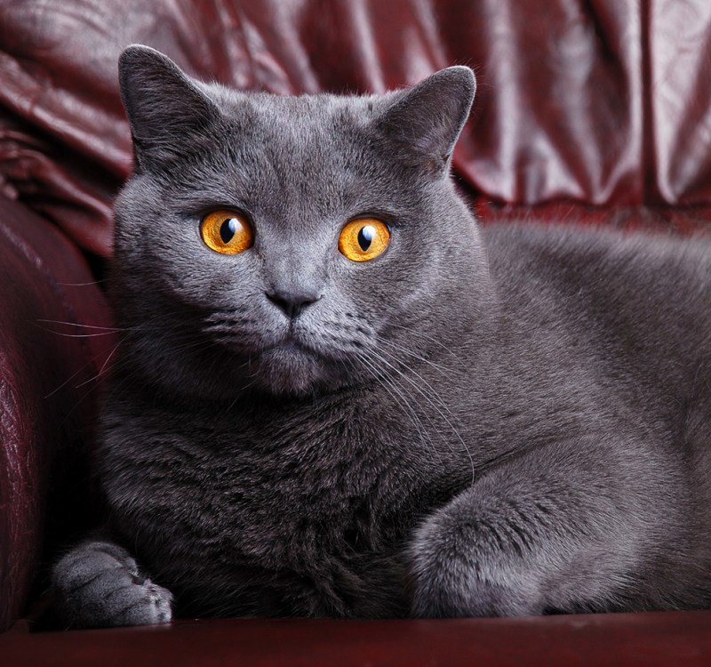 Британский короткошерстный кот серый
