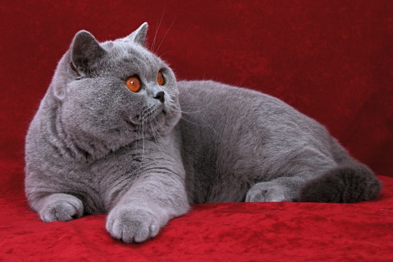 Кот породы британец