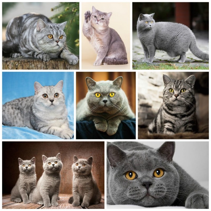 Британская кошка