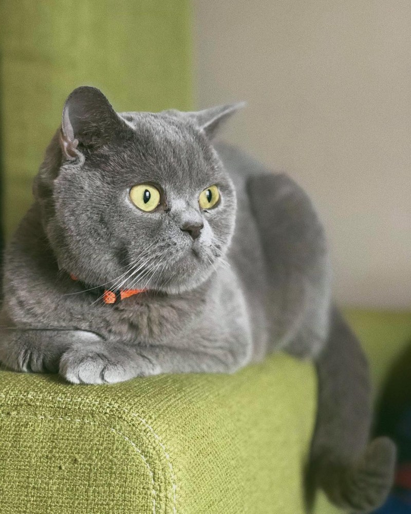 Британский короткошерстный кот толстый
