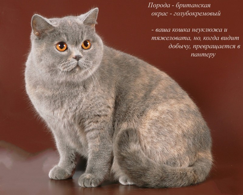 Породистые кошки и их названия