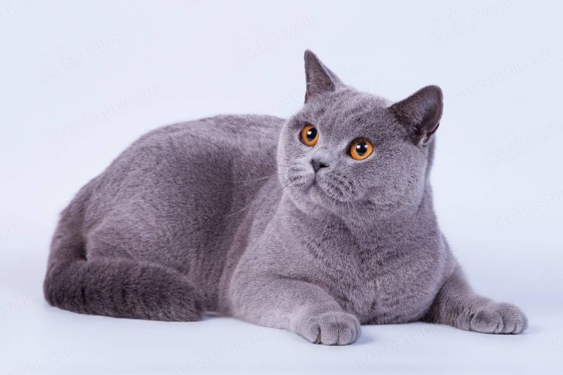 Британская короткошёрстная кошка