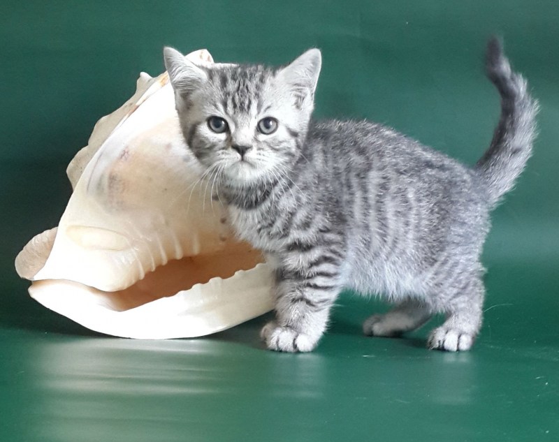 Британский кот мраморный пятнистый