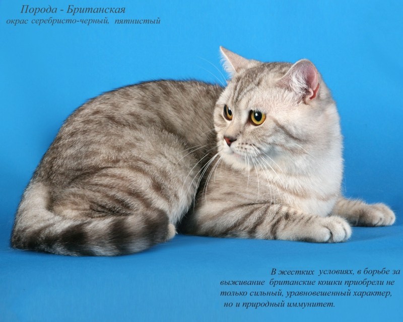 Породистые кошки и их названия